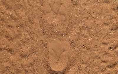 Zebra hoof-prints in the sand next to the tyre tracks..