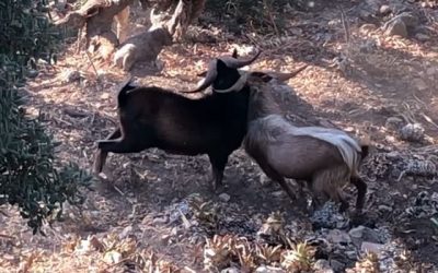 Two male wild goats literally ‘locking horns’ in male dominance ritual. I’m not sure whether either of them got hurt, but they were head to head for quite some time. Totally focused, like Sumo wrestlers, both intent on victory. Ouch!! It reminded me of something… ( fill in the blank if you will!)