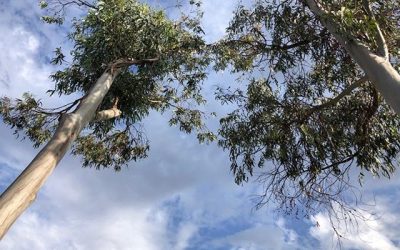 Eucalyptus…