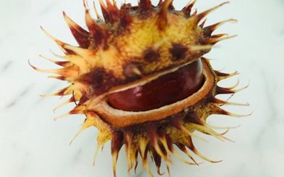 Chestnut time again… Pause to consider this miraculous wonder of nature couched in a spiky protective shell until the moment comes when it falls from mother tree to smash wide open on the ground beneath her branches..