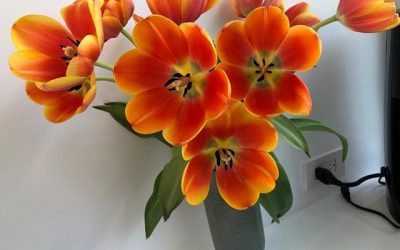 Just sharing the splendour of these beautiful tulips, as they’ve opened up to this glorious display!