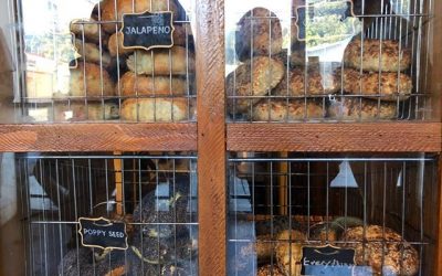 Tangential distraction from this crazy troubled planet! Jalapeño, Poppyseed, Everything and Plain… These bagels are so eclectic they have to be kept in cages!!!